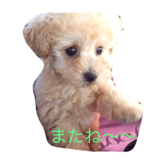 トイプードル   XOXO