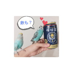 ピピ達（インコ）との生活♡