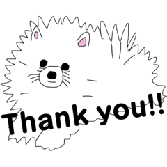 ポメのKAUちゃん