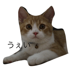 ねこのあぽろ君