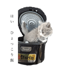 短足みぃちゃん Baby Ver.