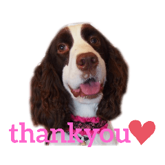 スプリンガースパニエル　WOODS Jr.