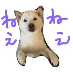 しろワンコ草太