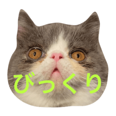 エキゾチックショートヘアの八ツ橋