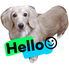 クレマ父さんと愉快な家族達