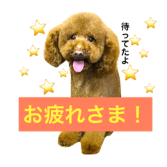 トイプードル リッキーの癒しのスタンプ