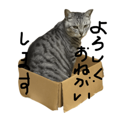 鯖猫の写真で簡単な返事