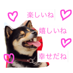 黒柴犬こたろうまるの日常スタンプ