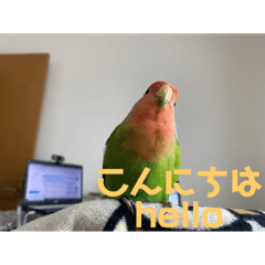 さくら家のデカ文字　日常(日本語&英語)