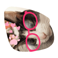 子猫のるうちゃん