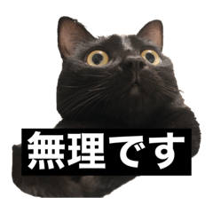 黒猫そうちゃん