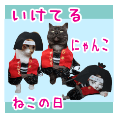 いけてるねこにも衣装