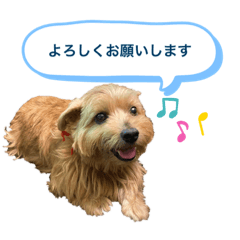 ノーフォークテリア 双子の「るいぼん」②