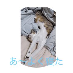 ぼくたちわたしたちねこです