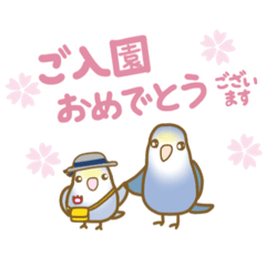 インコフレンズの入園、入学、就職お祝い