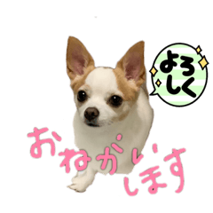 仲良しチワワ2匹