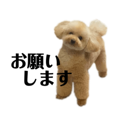 ラナのまいにち