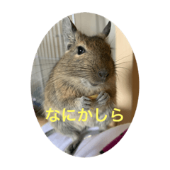 グミとグータラの日常生活