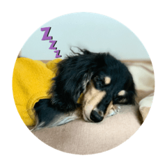 わがやのコトネ