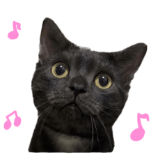 くろすけです。