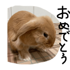 気持ち伝えるうさぎのスタンプ　第二弾