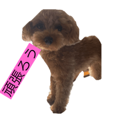 トイプードルのトイプーちゃん