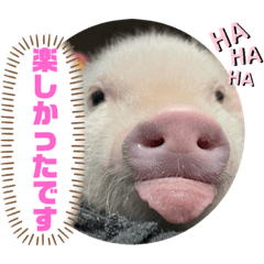 マイクロブタのとろろ④