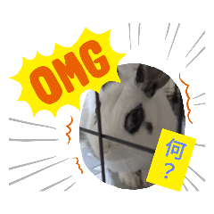 可愛いうさぎ16個！