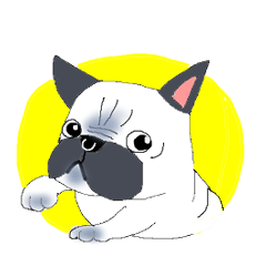 気まぐれな パグ