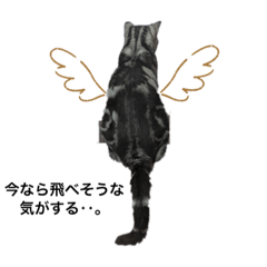 アメショの雨太郎1