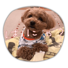 マルプーのマロン④