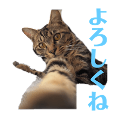 くにしげ　うずまき