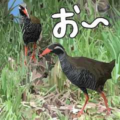ヤンバルクイナ大好き　沖縄行きたい