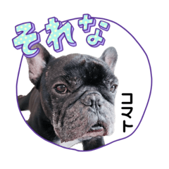 フレブル「コマト」