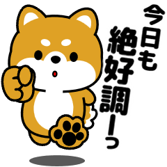 飛び出す！ポジティブ豆柴