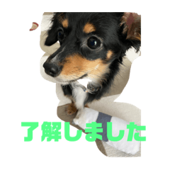 チョコの日常フォー