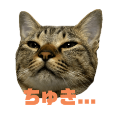 僕、とらです。