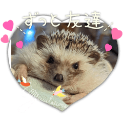 ハリネズミのユキム