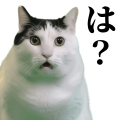 毎日使える猫ミーム スタンプ