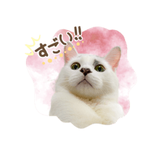 猫のおこめのスタンプ