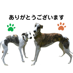 ウィペット（コニー＆トニー）