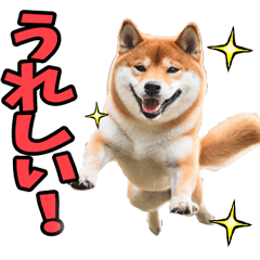 リアル☆柴犬