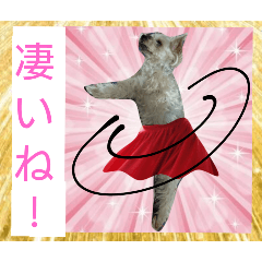 かわいい♥わんこ ヨーキーのモモちゃん③