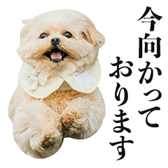 ペキプーboy がんもくん 4 敬語〜文字有〜