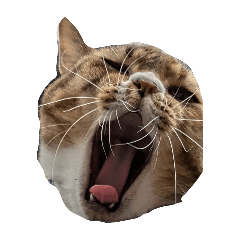 しょうこちゃんウキウキ