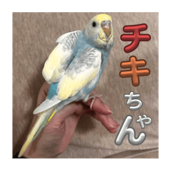 チキンのチキちゃん！