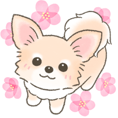 【春】かわいいチワワちゃん