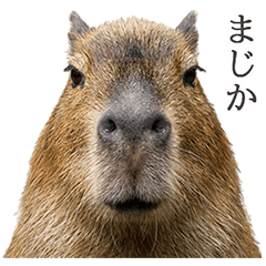 ずっと使えるカピバラ