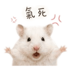 Tang Ran's Emotional Lab_20260515003421