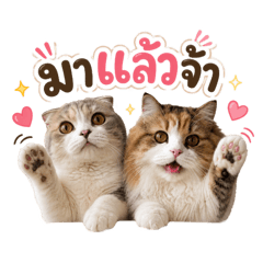 JJFamily_20260719110029